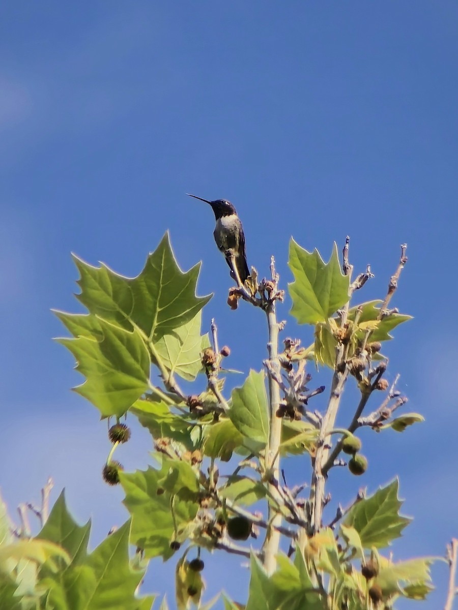 Black-chinned Hummingbird - ML620128839