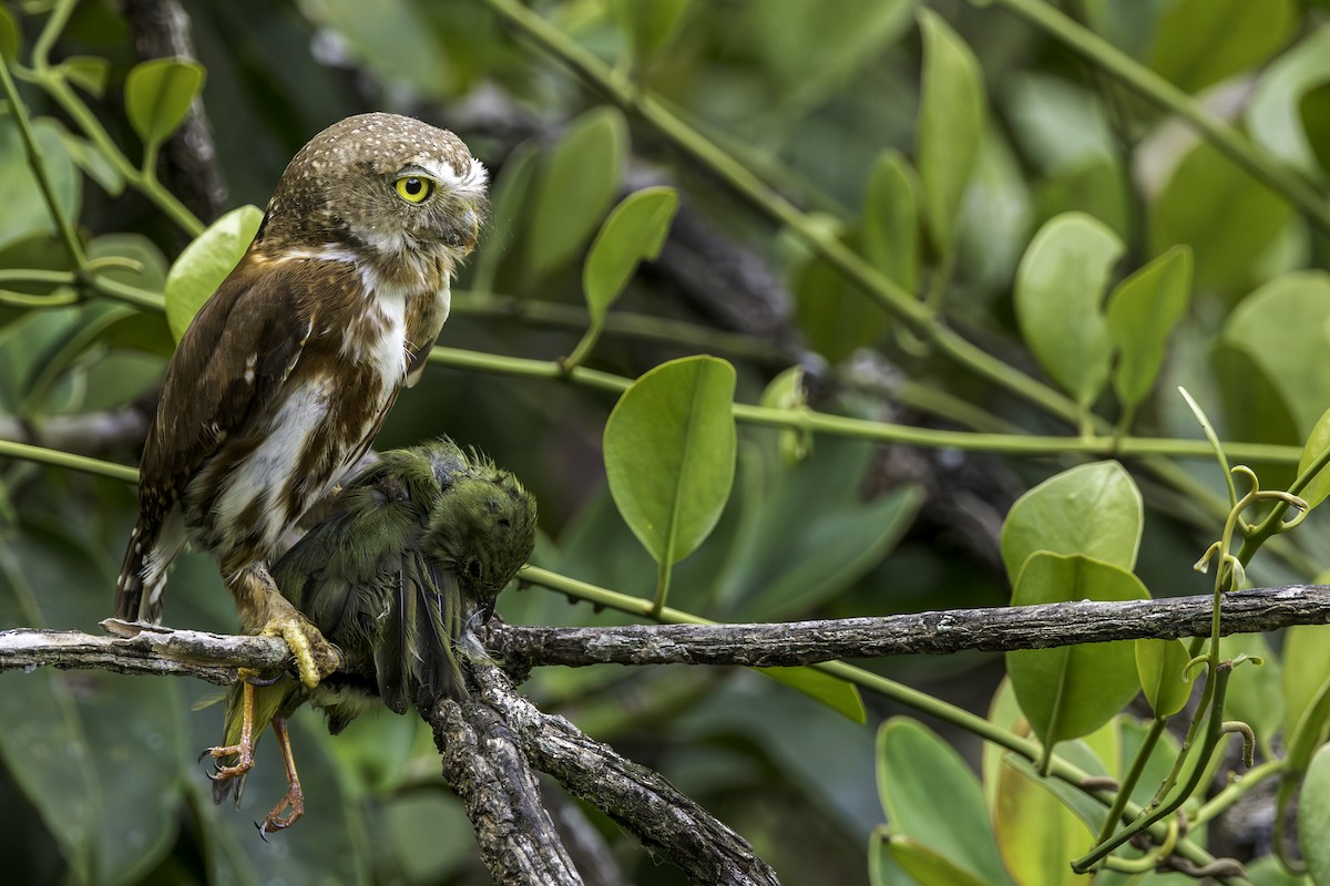 Central American Pygmy-Owl - ML620128860