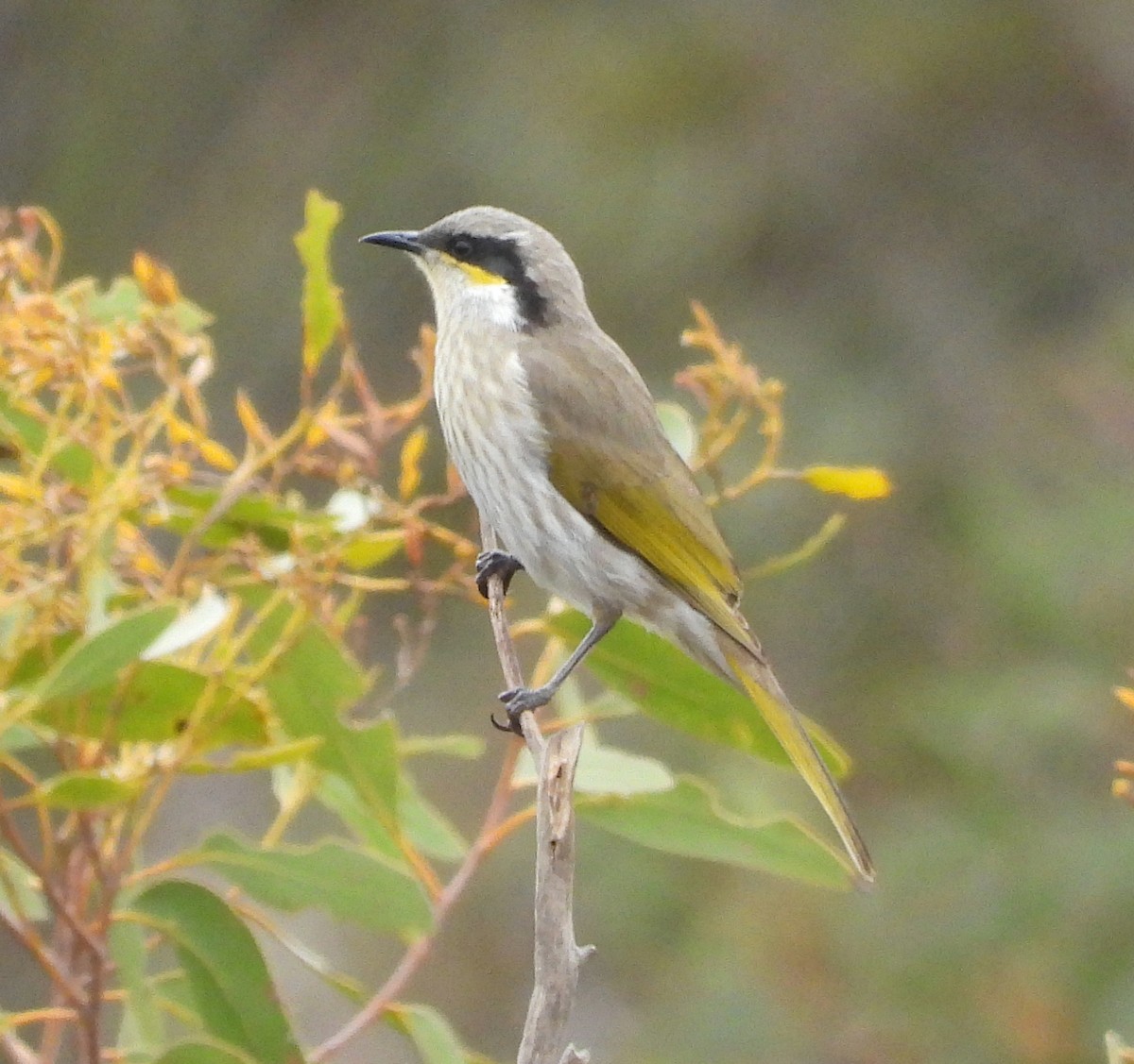 Singing Honeyeater - ML620128866