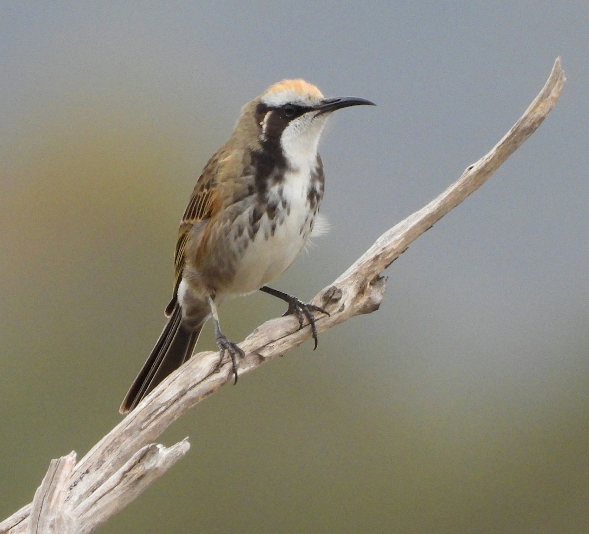 Tawny-crowned Honeyeater - ML620128867