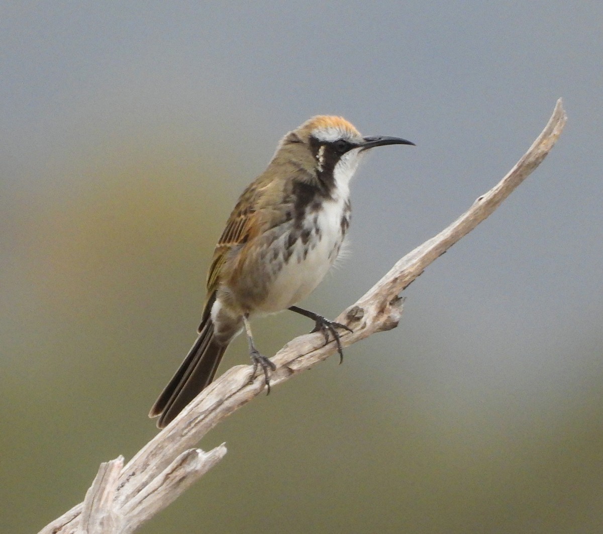 Tawny-crowned Honeyeater - ML620128870