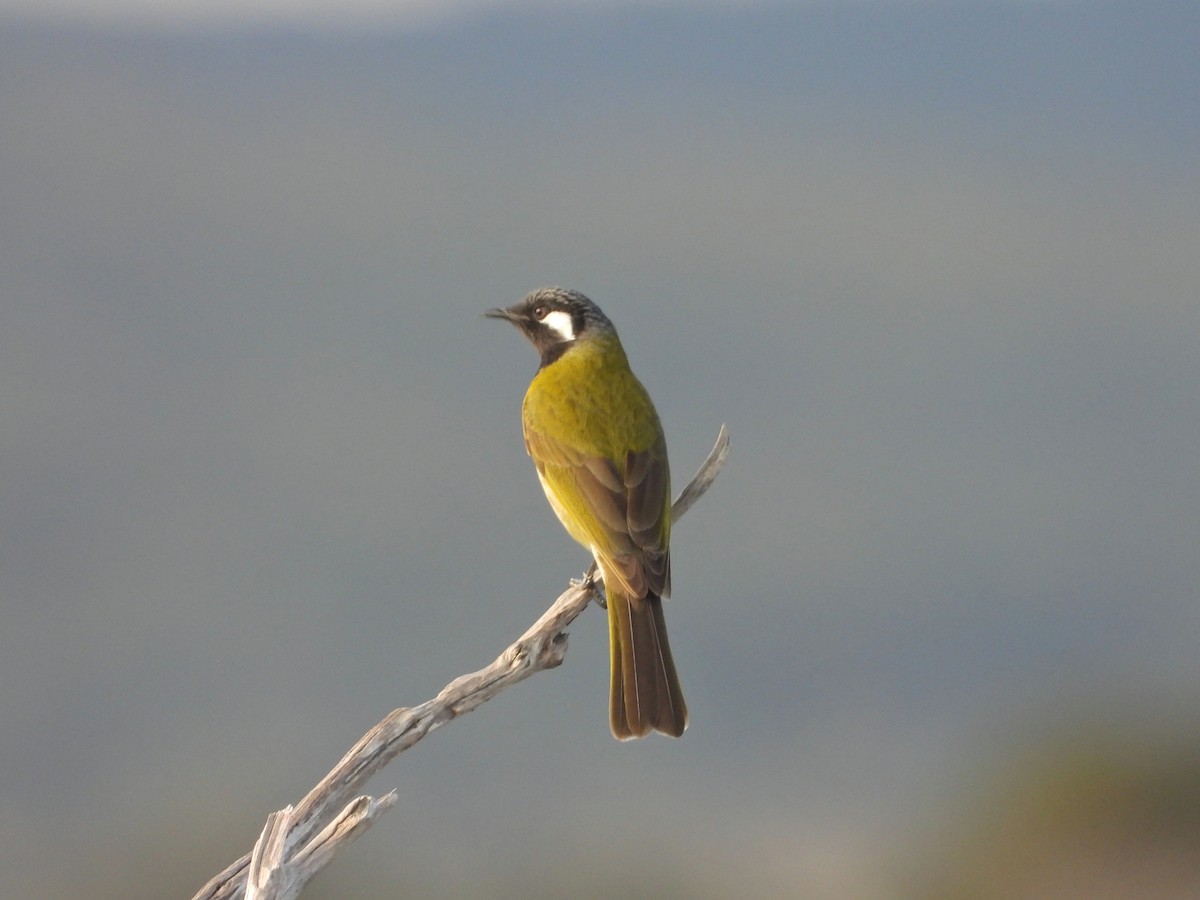 White-eared Honeyeater - ML620128875