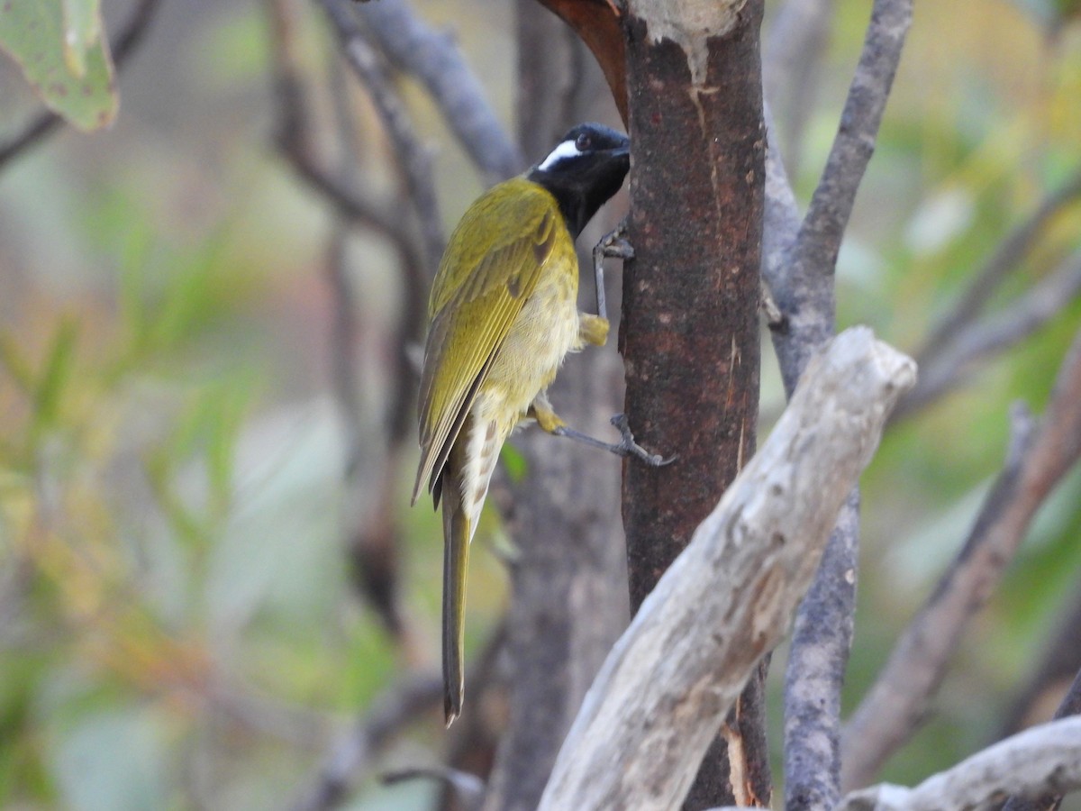 White-eared Honeyeater - ML620128876