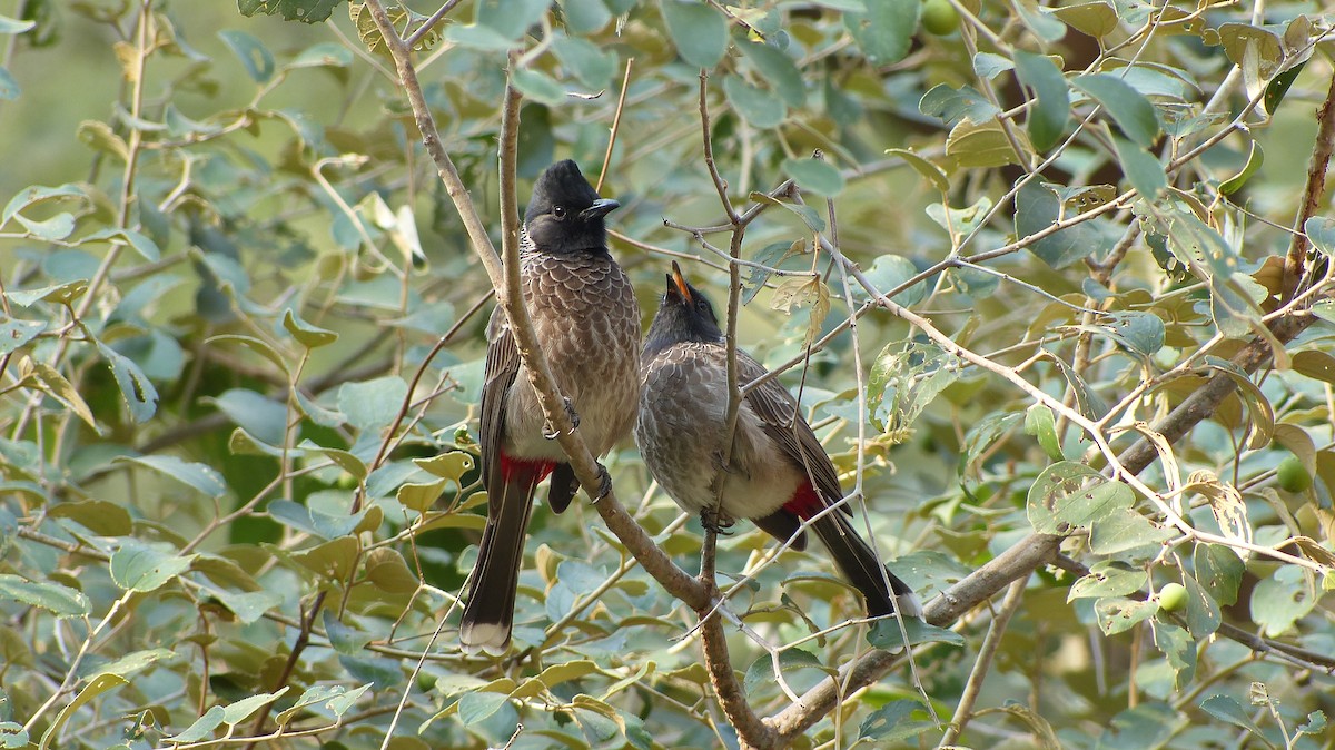 Red-vented Bulbul - ML620128914