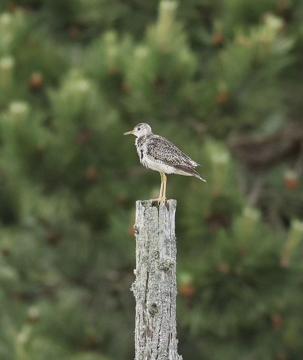 Upland Sandpiper - ML620128917