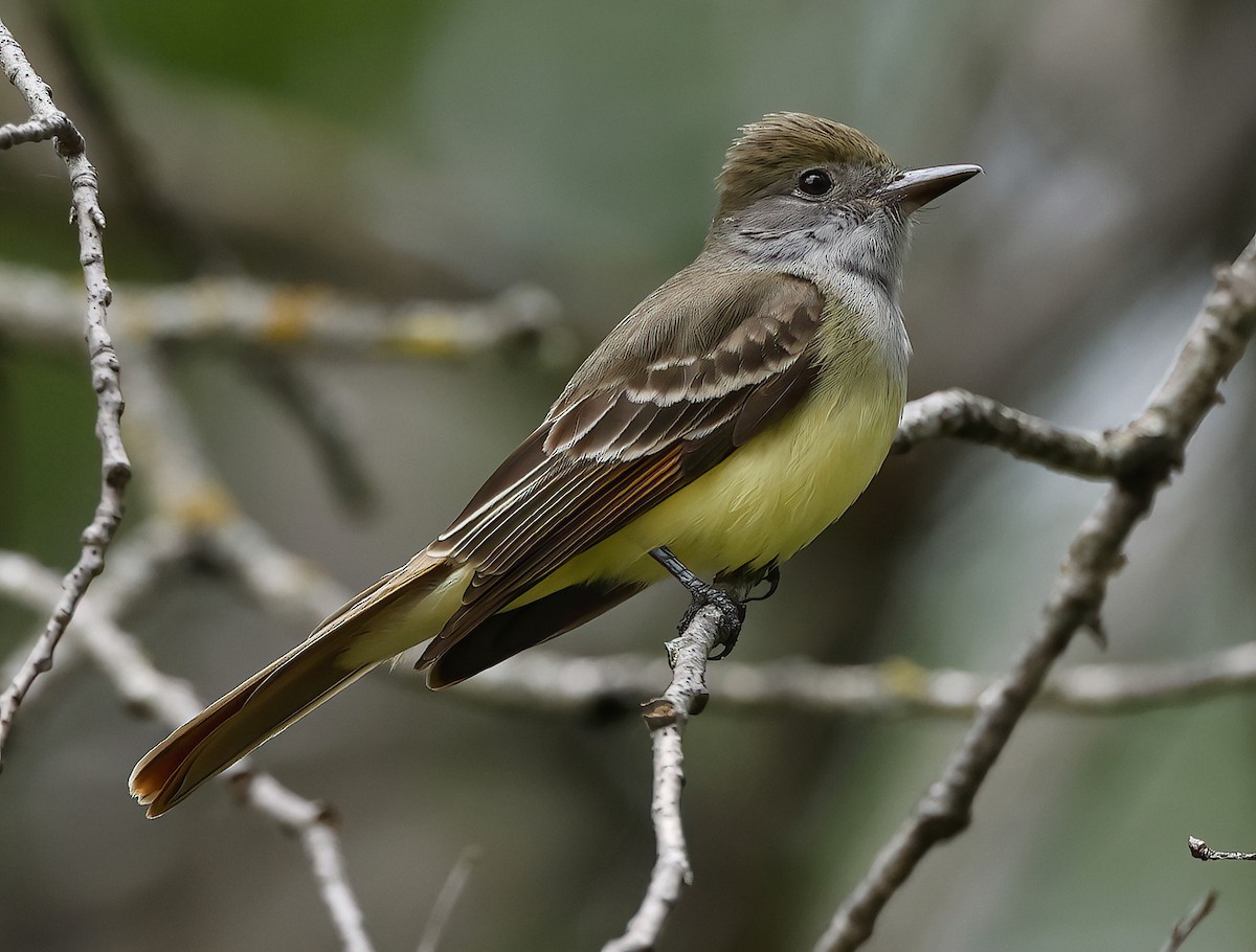 Great Crested Flycatcher - ML620128921