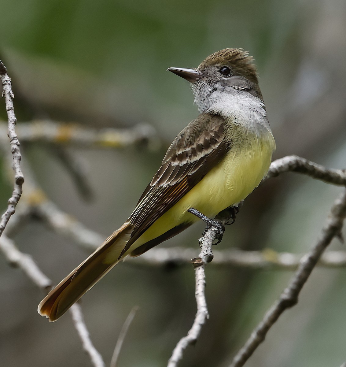 Great Crested Flycatcher - ML620128922