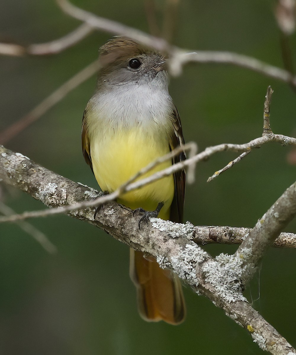 Great Crested Flycatcher - ML620128923
