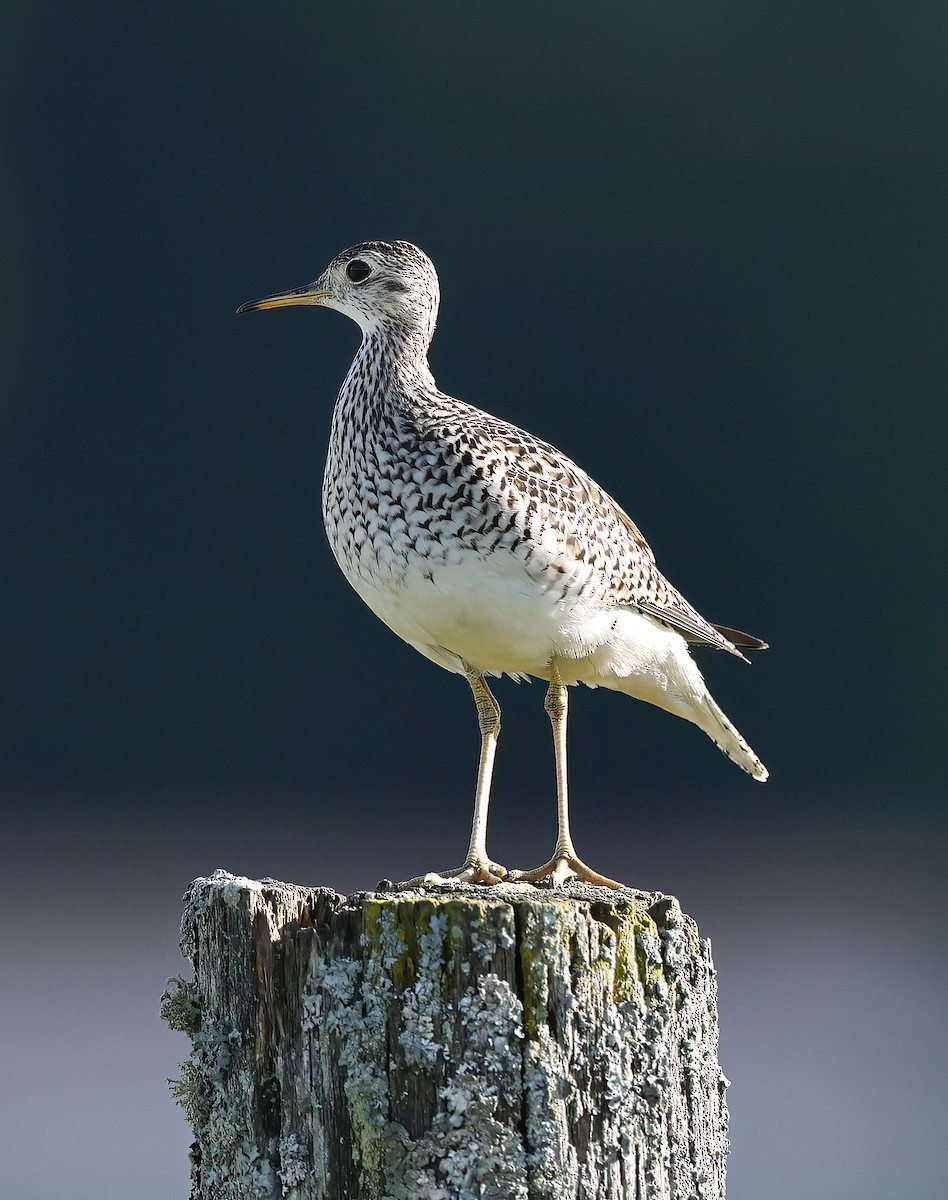 Upland Sandpiper - ML620128930