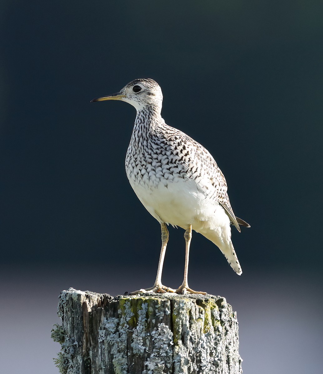 Upland Sandpiper - Scott Sneed