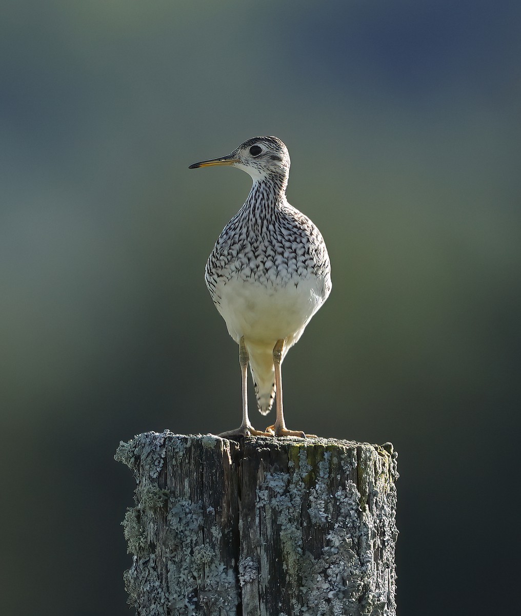 Upland Sandpiper - ML620128933