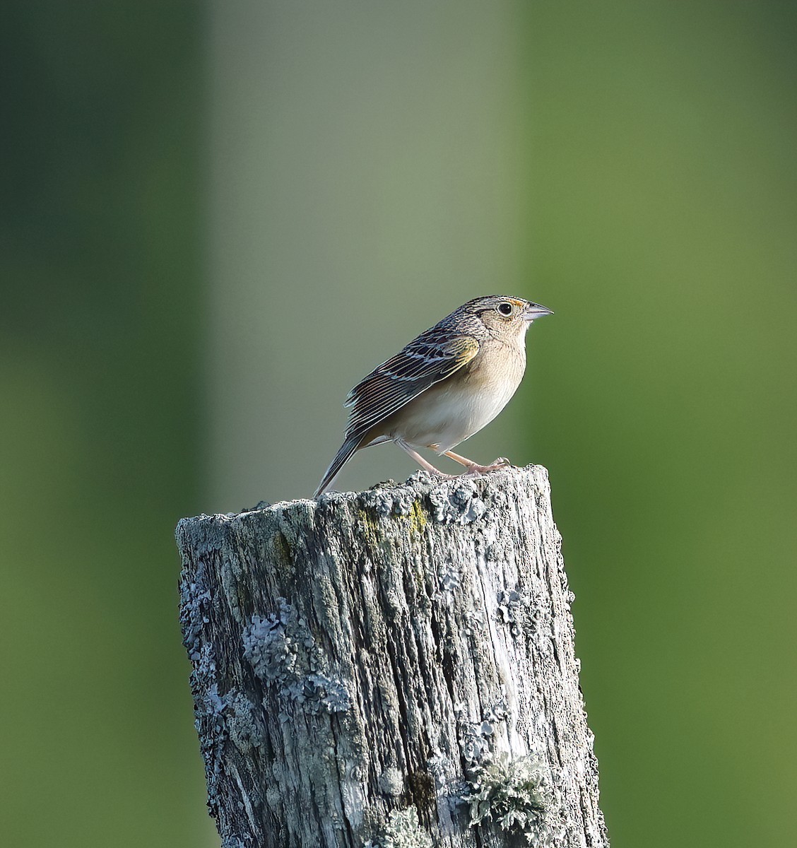 Grasshopper Sparrow - ML620128934