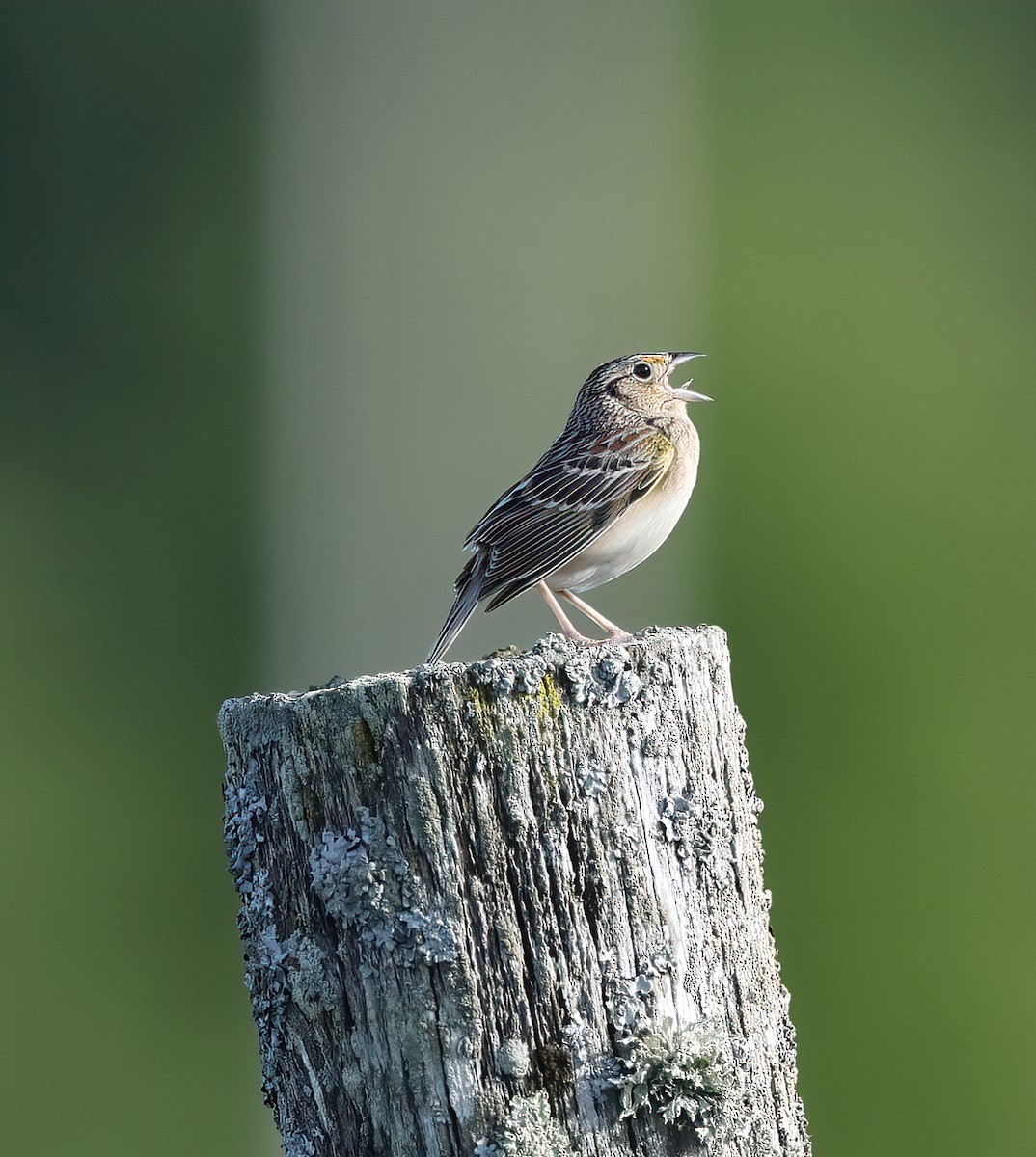 Grasshopper Sparrow - ML620128935