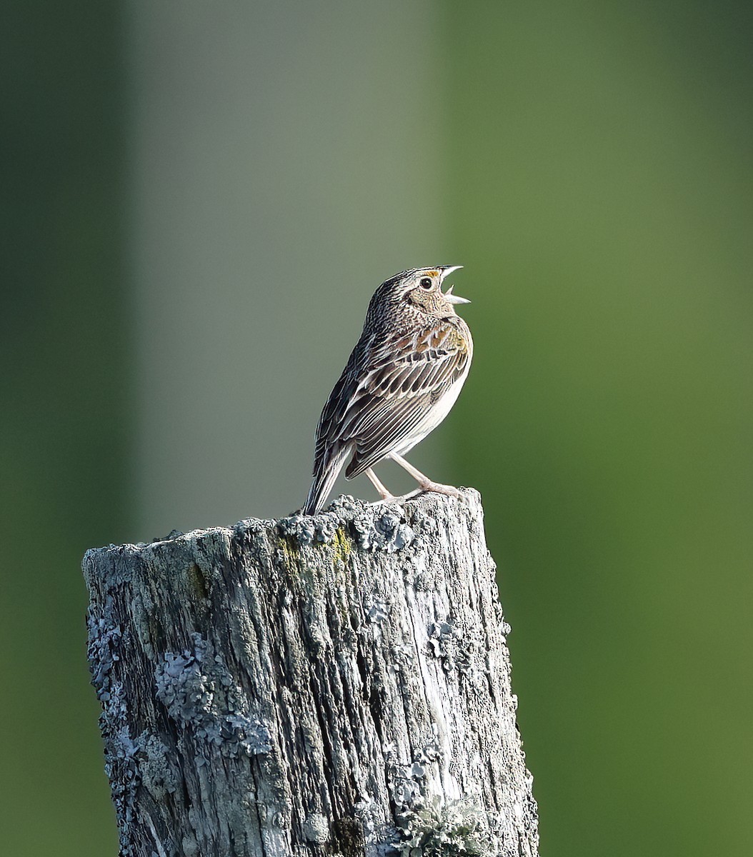 Grasshopper Sparrow - ML620128937