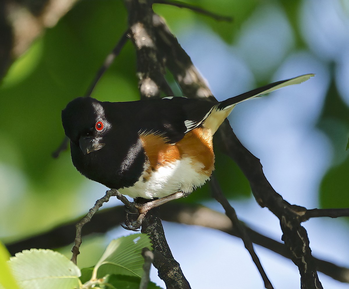 Eastern Towhee - ML620128940