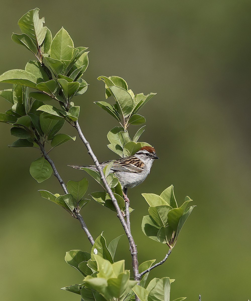 Chipping Sparrow - ML620128945
