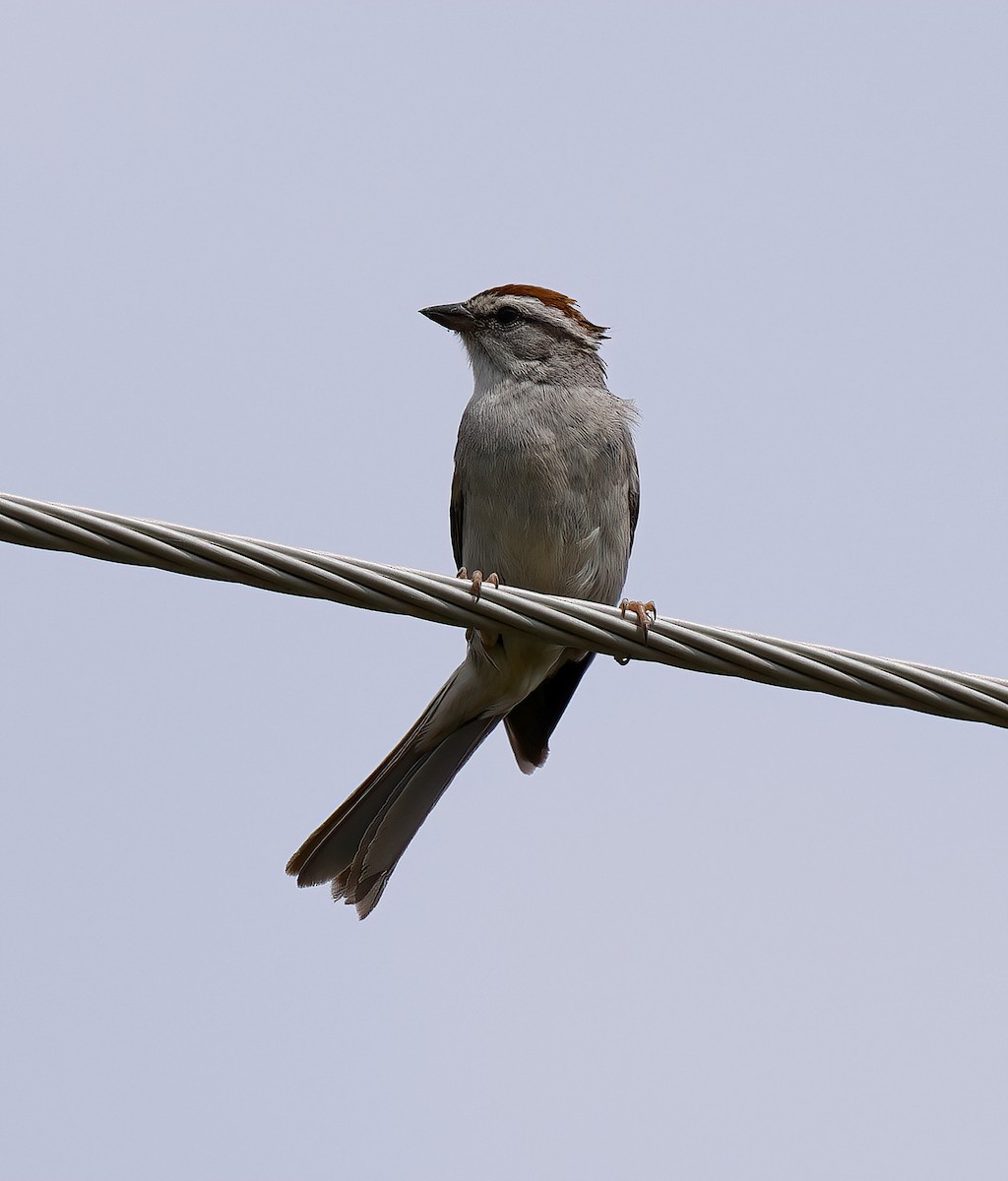 Chipping Sparrow - ML620128947