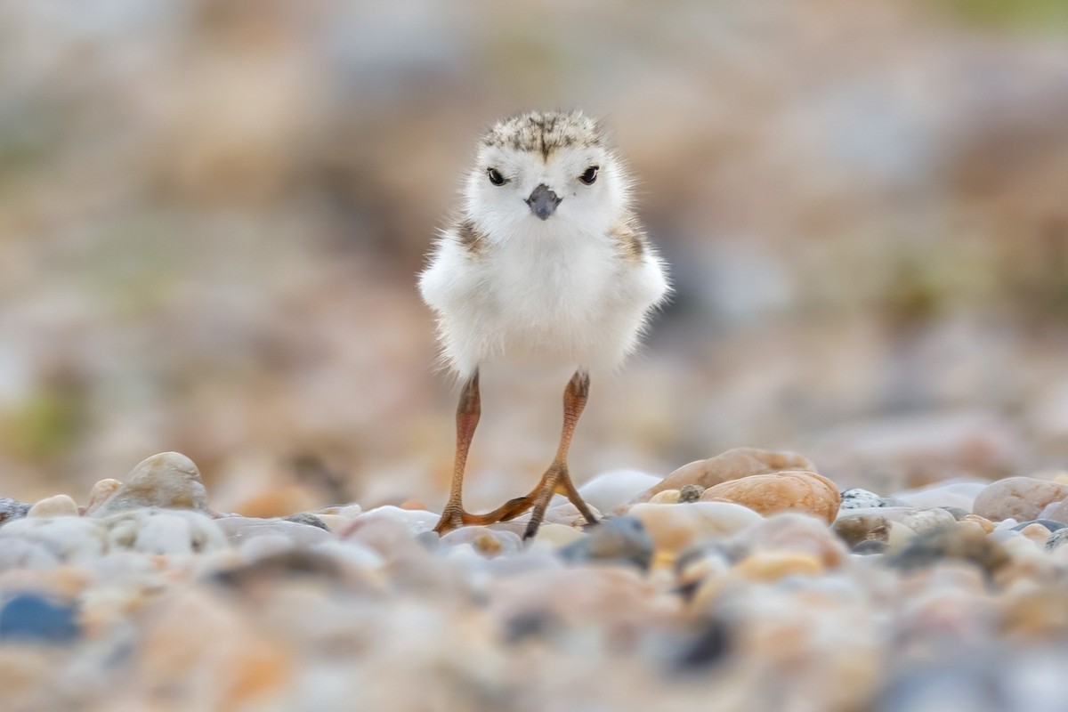 Piping Plover - ML620128948