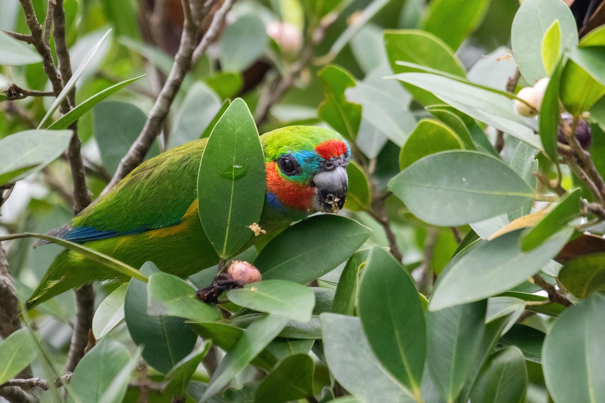 Double-eyed Fig-Parrot (Double-eyed) - ML620128954