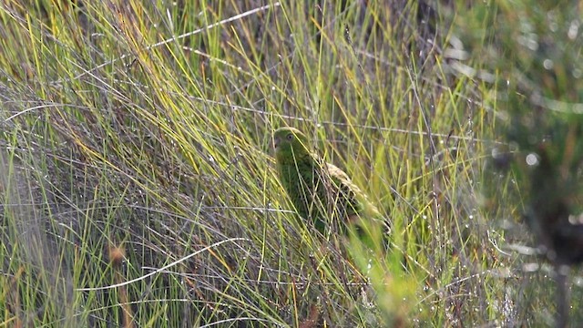 kakari zemní (ssp. wallicus) - ML620128960