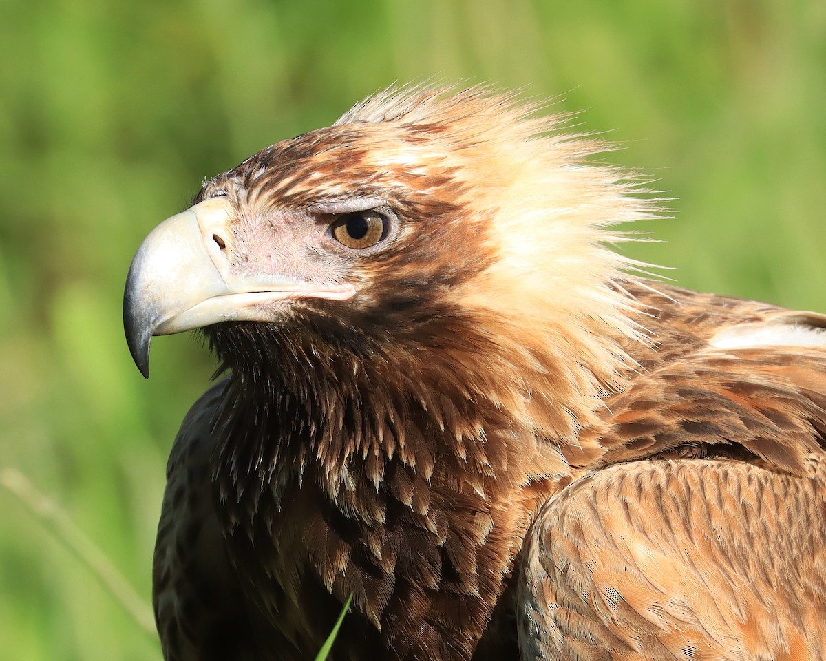 Wedge-tailed Eagle - ML620128962
