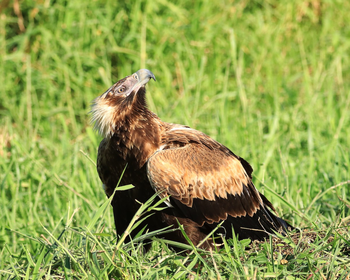 Wedge-tailed Eagle - ML620128963