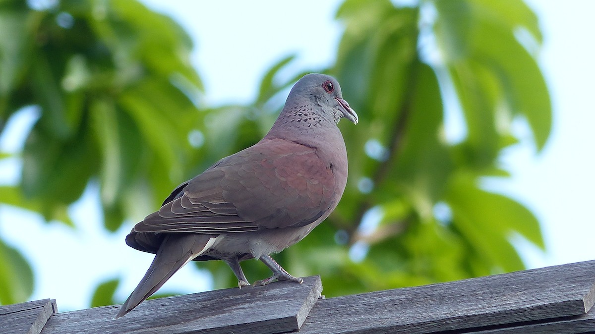 Pigeon de Madagascar - ML620128974