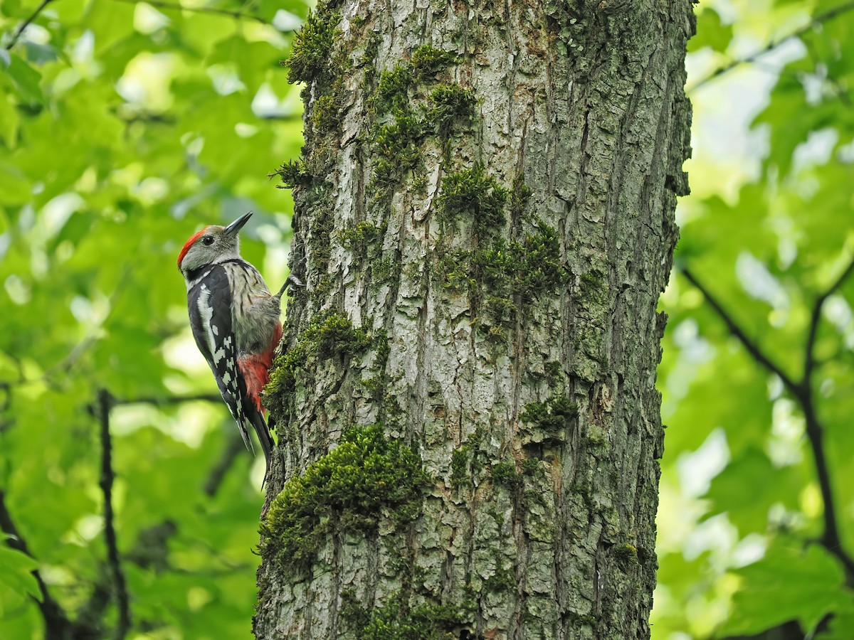 Middle Spotted Woodpecker - ML620129001