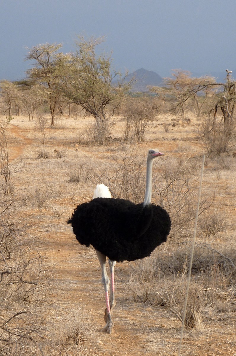 Somali Ostrich - ML620129032