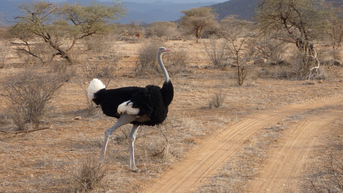 Сомалийский страус - ML620129034