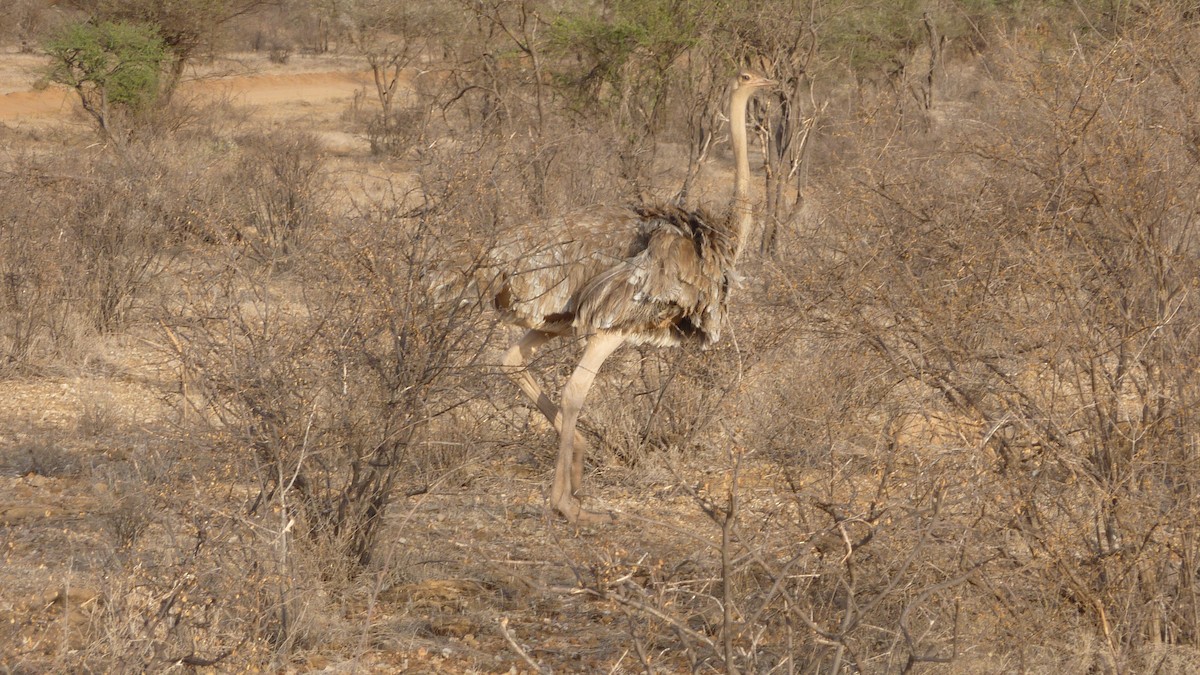 Somali Ostrich - ML620129037