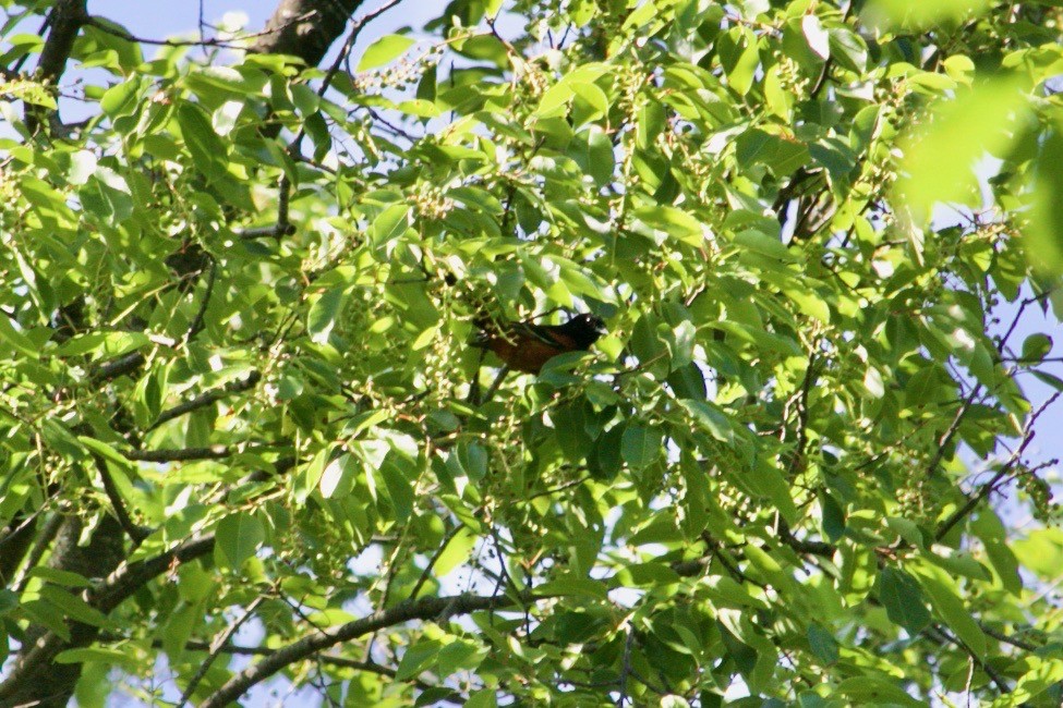 Orchard Oriole - ML620129043