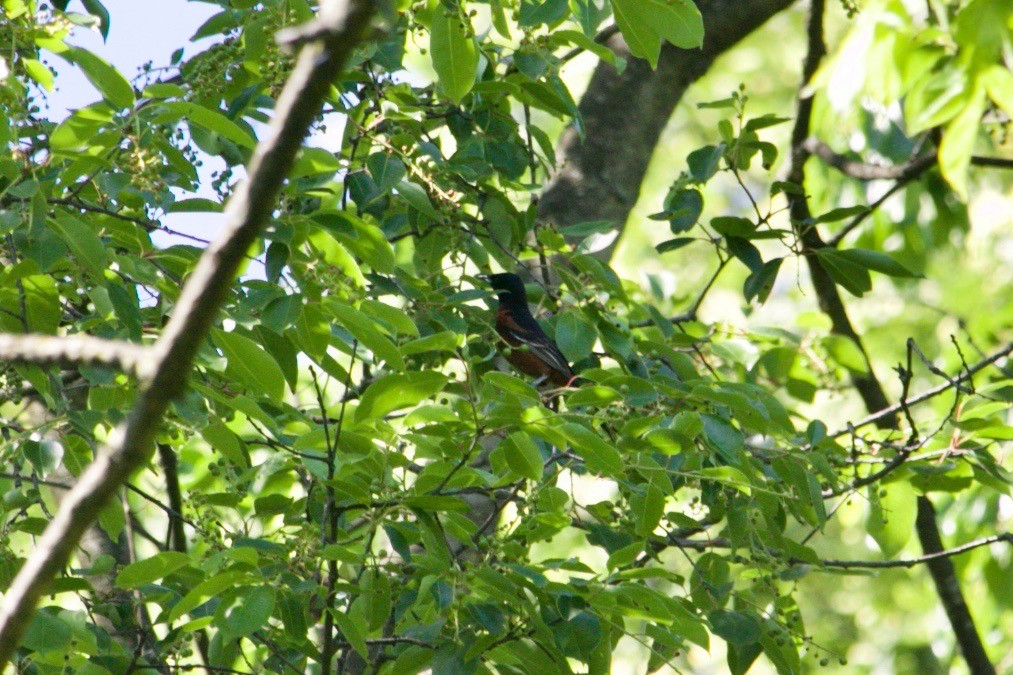 Orchard Oriole - ML620129044