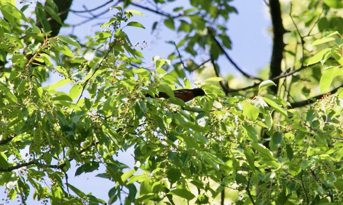 Orchard Oriole - ML620129045