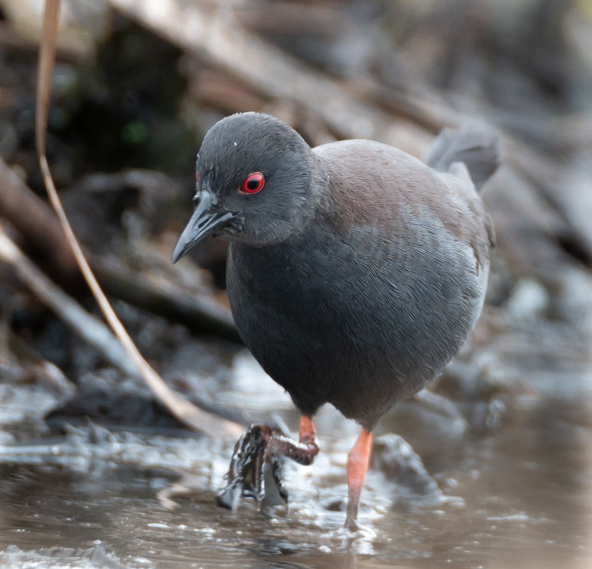 Spotless Crake - ML620129057