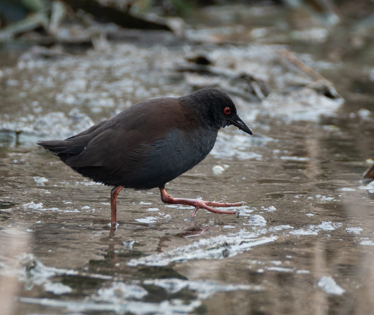 Spotless Crake - ML620129058