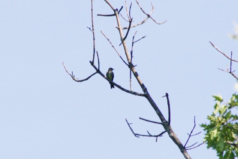 Olive-sided Flycatcher - ML620129067