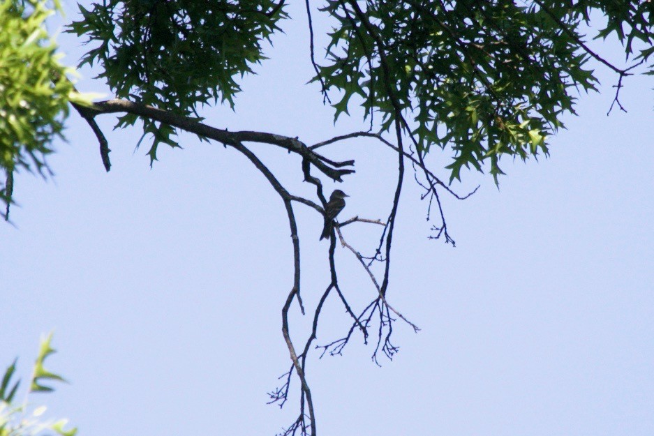 Olive-sided Flycatcher - ML620129068