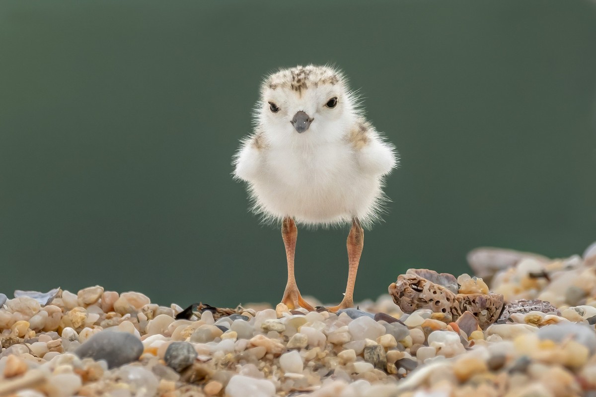 Piping Plover - ML620129092