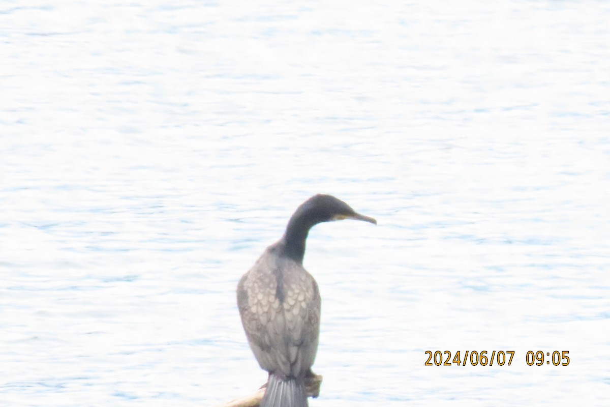Great Cormorant - ML620129097