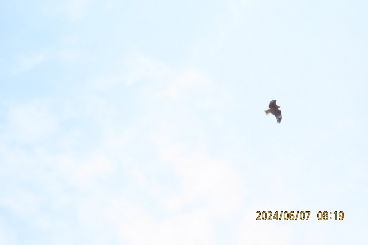 Black Kite - ML620129103