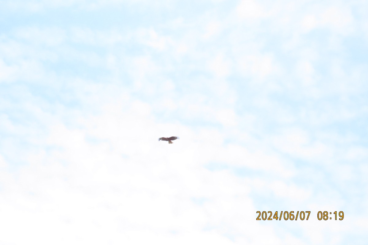 Black Kite - ML620129104