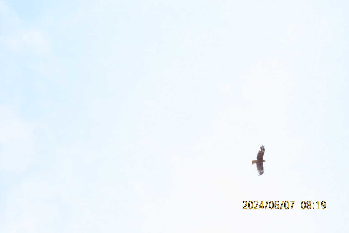 Black Kite - ML620129105