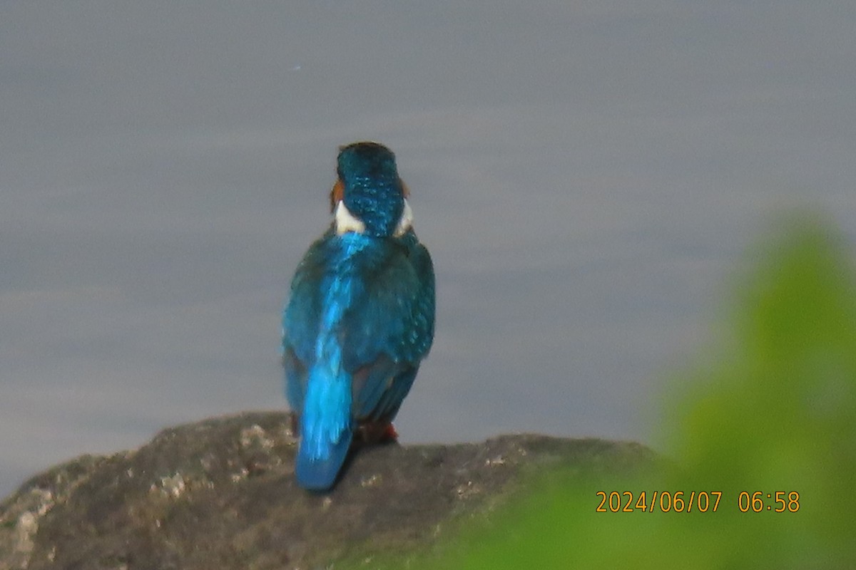 Common Kingfisher - ML620129109