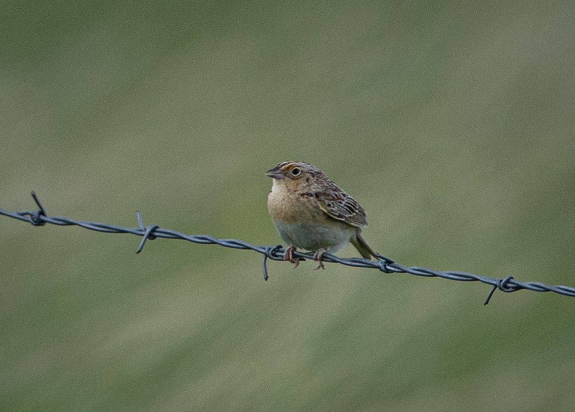 Grasshopper Sparrow - ML620129119