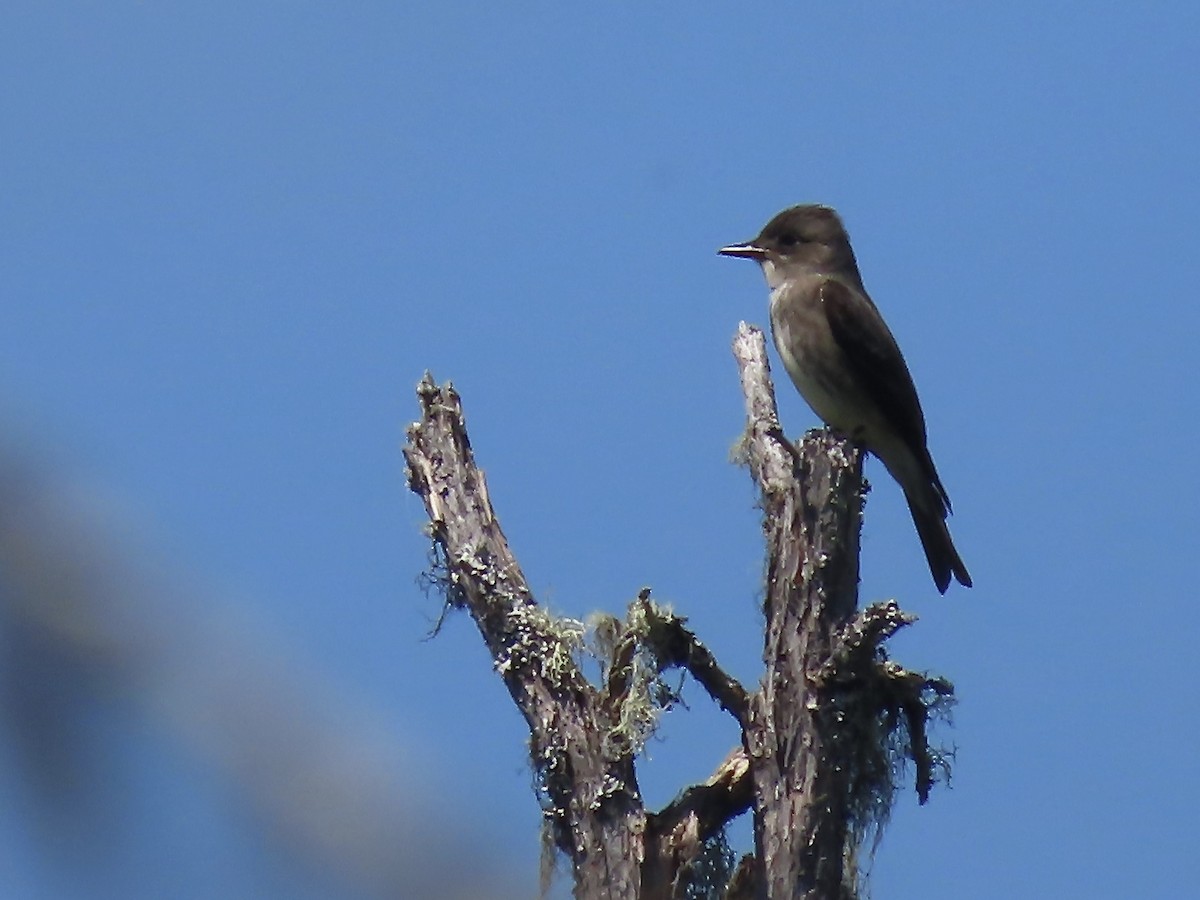 Olive-sided Flycatcher - ML620129122