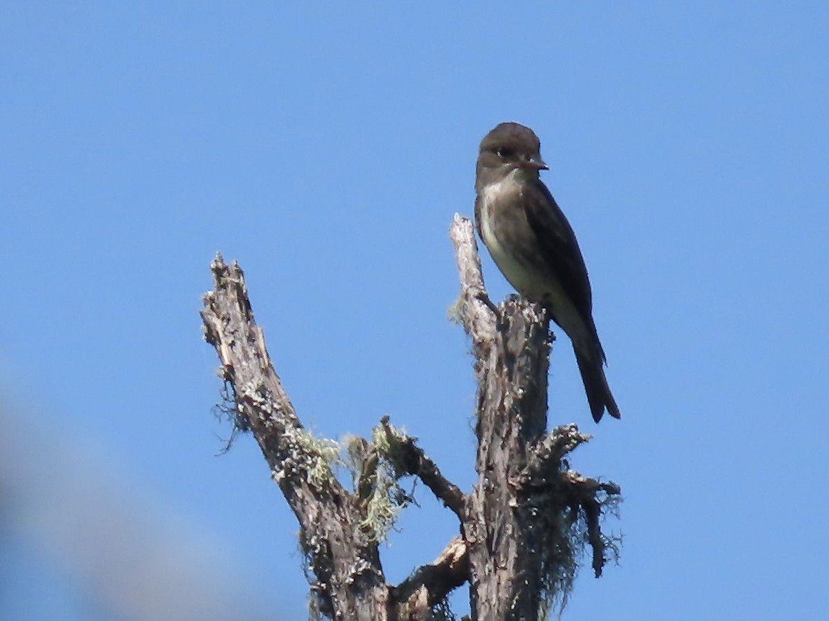 Olive-sided Flycatcher - ML620129123