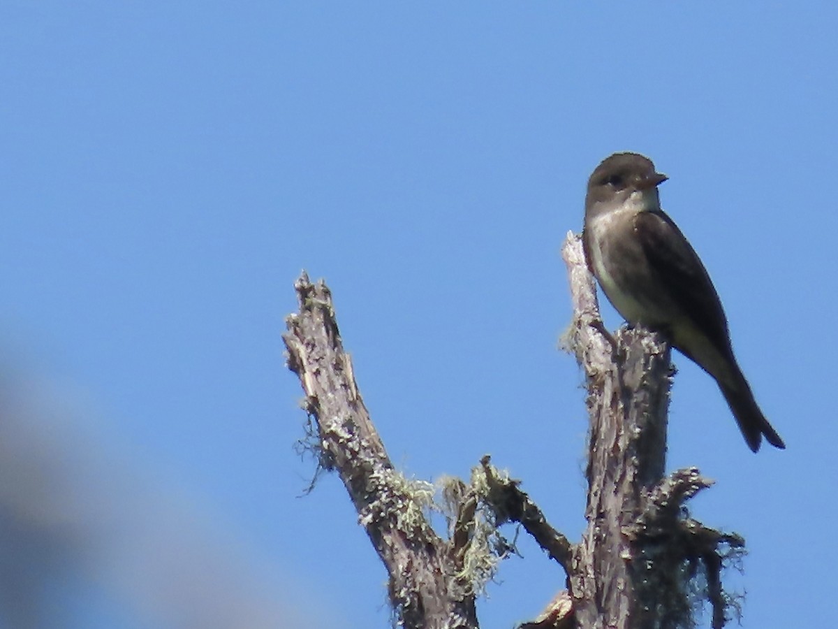 Olive-sided Flycatcher - ML620129124