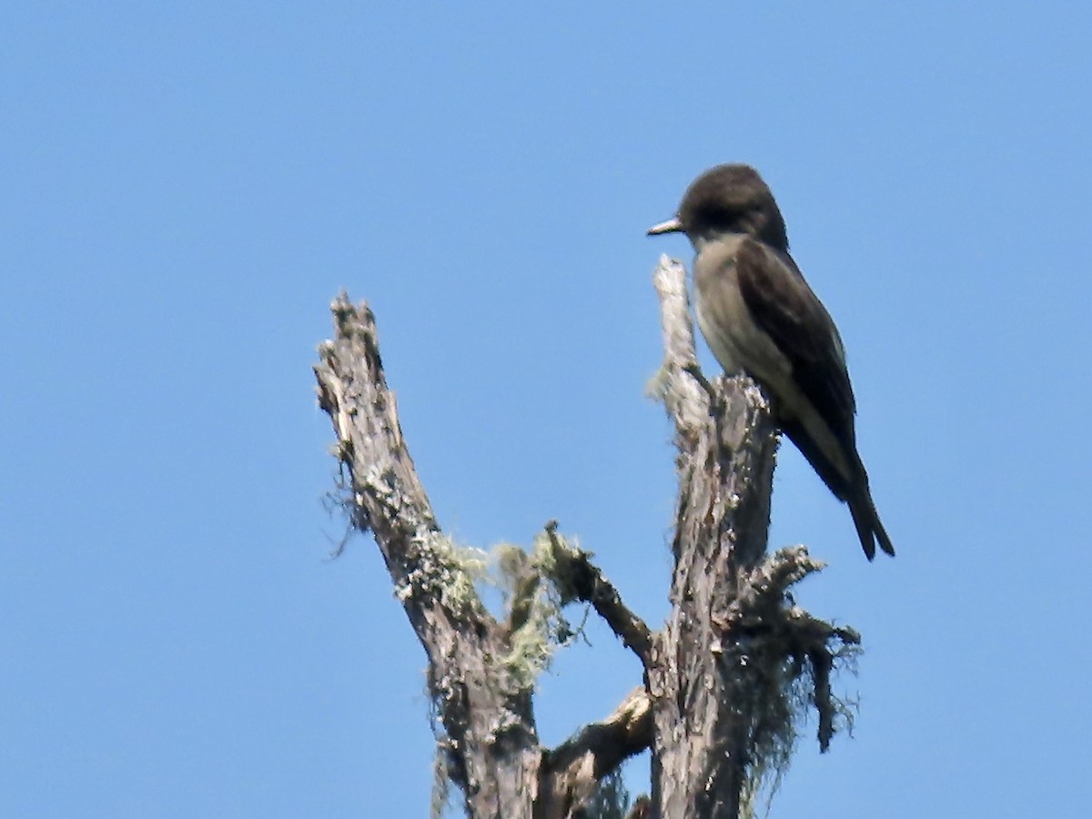 Olive-sided Flycatcher - ML620129125