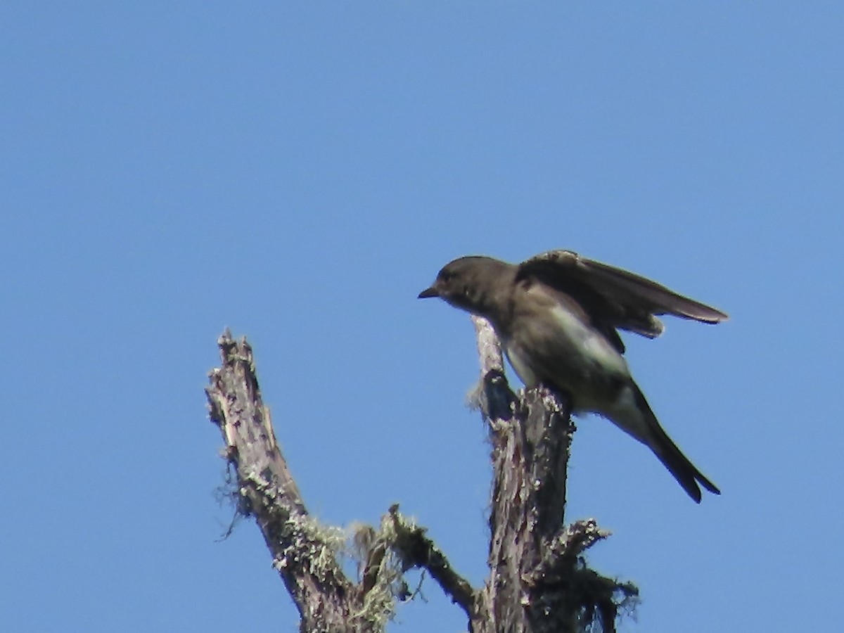 Olive-sided Flycatcher - ML620129126